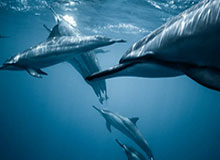 泪流不止去年辽篮季后赛被淘汰 韩德君就在直播时暗示将退役